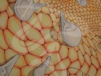 Bee Hive